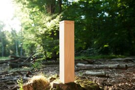 Asverstrooiing in het bos